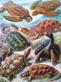 New York Puzzle Company Turtles - 1000 pieces