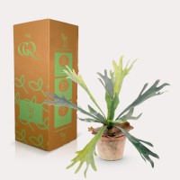 Kunstplant - Staghorn Fern - Hertshoorn - 33 cm