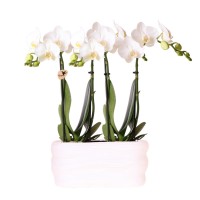 Kolibri Orchids | Witte orchideeënset in Como dish incl. waterreservoir | twee witte Amabilis orchideeën 9cm