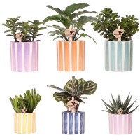 Kolibri Greens | Mix van groene planten + Painted Stripe sierpotten - potmaat Ø9cm & Ø6cm | bloeiende kamerplanten - vers van de kweker