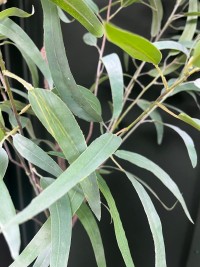 Artificial Eucalyptus plant 175cm