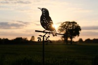 Lucky Starling/Starling 1304, 340 mm wide - 2 mm thick