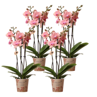 Kolibri Orchids | COMBI DEAL van 4 Phalaenopsis orchideeën - Pirate Picotee - potmaat Ø12cm | bloeiende kamerplant - vers van de kweker 12.0