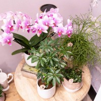 Kolibri Orchids | roze Phalaenopsis orchidee potmaat Ø9cm | Rotterdam | bloeiende kamerplant - vers van de kweker