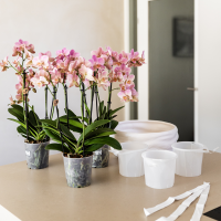 Kolibri Orchids | paarse orchideeënset in Como dish incl. waterreservoir | drie paarse orchideeën Morelia 9cm | Mono Bouquet paars met zelfvoorzienend waterreservoir