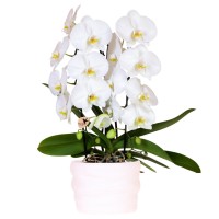 Kolibri Orchids | Witte Niagara Falls orchidee 12cm in Como pot incl. waterreservoir