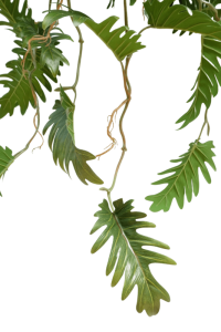 Philodendron Artificial Hanging Plant 95cm