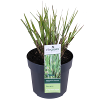 Miscanthus sinensis Strictus - Ø23cm - ↕60cm - Ø19 - ↨50cm