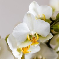 Kolibri Orchids | witte orchideeënset in Como dish incl. waterreservoir | drie witte orchideeën Lausanne 9cm | Mono Bouquet wit met zelfvoorzienend waterreservoir