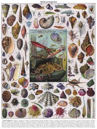 New York Puzzle Company Mollusks - 1000 pieces