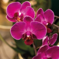Kolibri Orchids | paarse orchideeënset in Como dish incl. waterreservoir | drie paarse orchideeën Morelia 9cm | Mono Bouquet paars met zelfvoorzienend waterreservoir