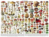 New York Puzzle Company Mushrooms ~ Mushrooms - 1000 pieces