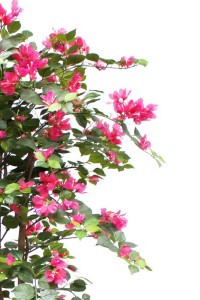 Bougainvillea Artificial plant 150cm