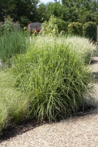 Miscanthus sinensis Strictus - Ø23cm - ↕60cm - Ø19 - ↨50cm