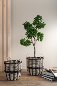 J-Line Chinese Fig Ficus Tree In Pot Plastic Green/Black Large