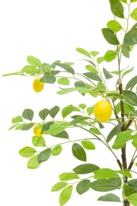 Artificial Lemon Tree 120cm