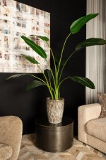 Leaves Plant Green PE Real Touch Strelitzia M