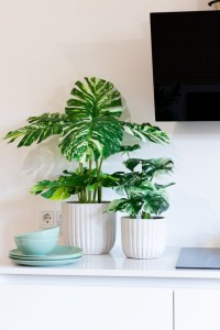 Monstera Artificial plant 40cm