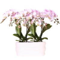 Kolibri Orchids | Roze orchideeënset in Como dish incl. waterreservoir | twee roze Portugal orchideeën 9cm