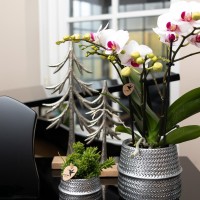 Kolibri Orchids | witte Phalaenopsis orchidee potmaat Ø9cm | Gibraltar | bloeiende kamerplant - vers van de kweker