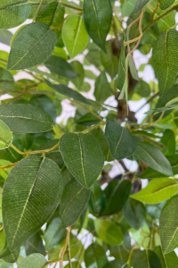 Artificial Ficus Tree 100cm