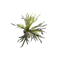 Kunstplant - Staghorn Fern - Hertshoorn - 50 cm