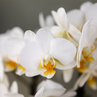 Kolibri Orchids | witte orchideeënset in Como dish incl. waterreservoir | drie witte orchideeën Lausanne 9cm | Mono Bouquet wit met zelfvoorzienend waterreservoir