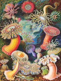 New York Puzzle Company Sea Anemones - 1000 pieces