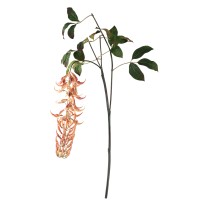 Leaves Plant Orange Strongylondon Spray
