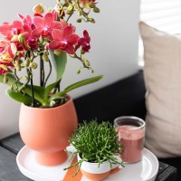 Kolibri Orchids | rode Phalaenopsis orchidee potmaat Ø9cm |  Congo | bloeiende kamerplant - vers van de kweker