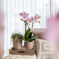 Kolibri Orchids | Set van witte orchidee Zürich en Succulent in Tube sierpot Sand - potmaat Ø9cm | bloeiende kamerplant - vers van de kweker