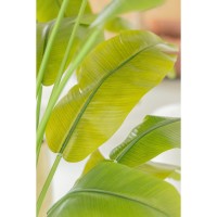 Strelitzia Kunstplant 210cm