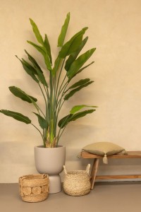 Artificial Strelitzia Plant 210cm