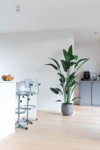 Strelitzia Artificial Plant With Flower 210cm