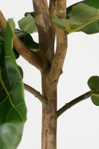 Ficus Lyrata Artificial Plant - H165 x Ø95 - Green